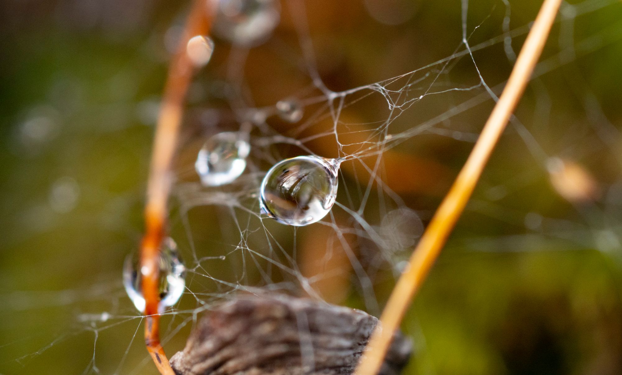 Web of Life Photography